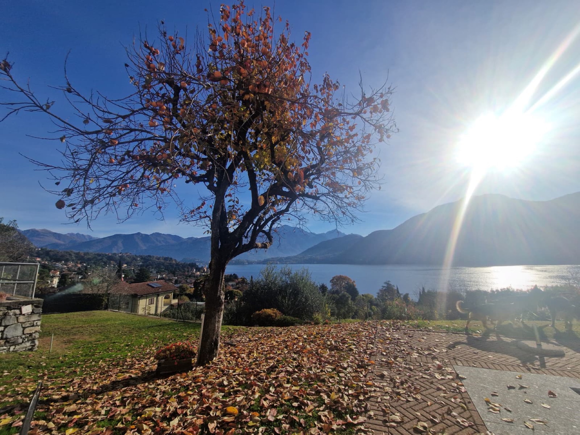 Albero affacciato sul Lago di Como a Tremezzina, con foglie autunnali e montagne riflesse nell'acqua.